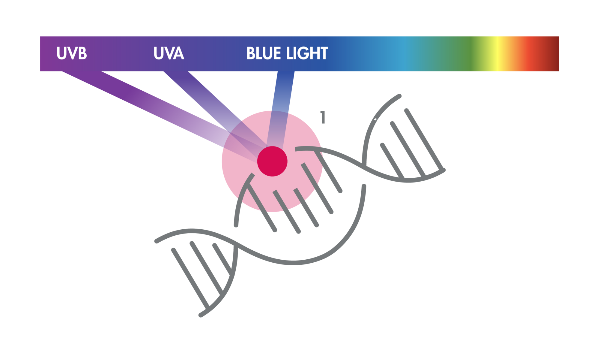 1. 세포 산화는 주요 유전자의 돌연변이 위험을 증가시킵니다.DNA 변형 